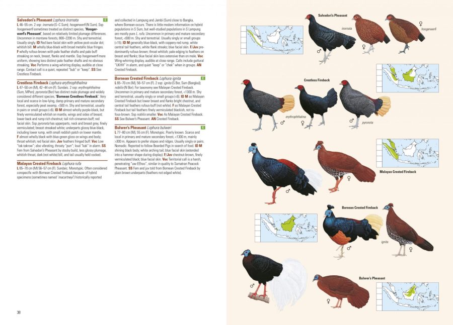 Birds of the Indonesian Archipelago sample page